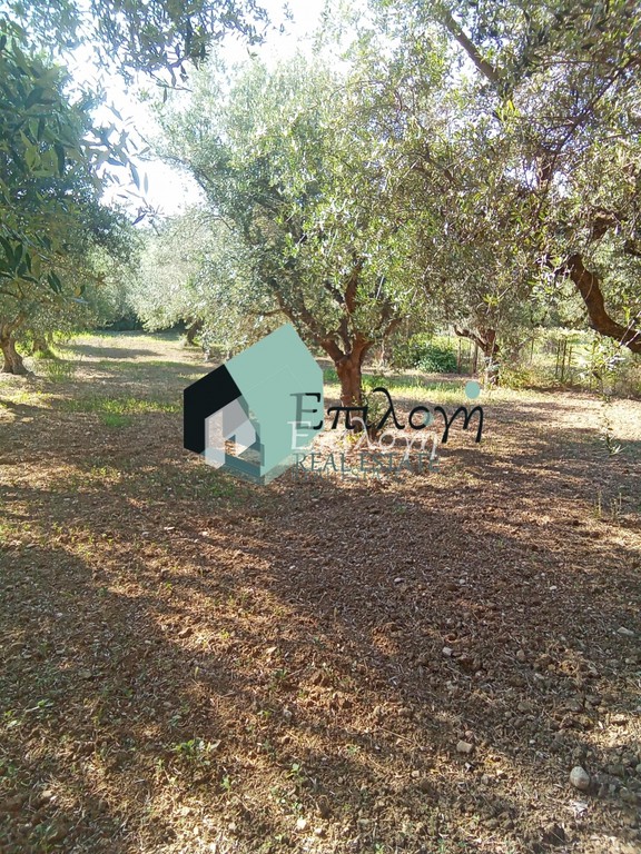 Αγροτεμάχια 5.600 τ.μ. προς πώληση, Μιντιλόγλι