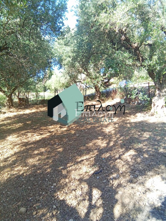 Αγροτεμάχια 5.600 τ.μ. προς πώληση, Μιντιλόγλι