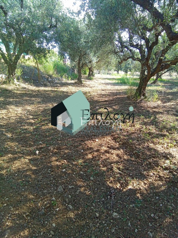 Αγροτεμάχια 5.600 τ.μ. προς πώληση, Μιντιλόγλι