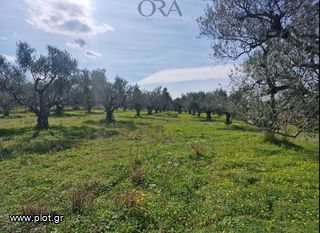 Αγροτεμάχια 15.000 τ.μ. για πώληση