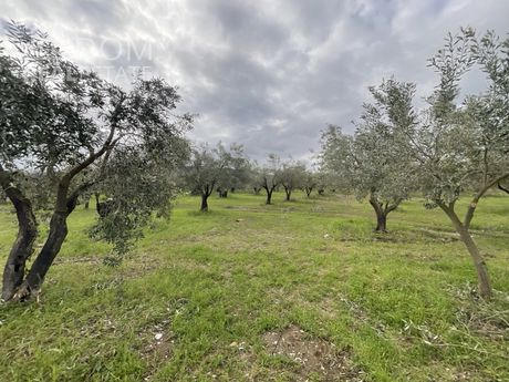 Αγροτεμάχια 15.780τ.μ. για πώληση-Μώλος » Άγιος σεραφείμ