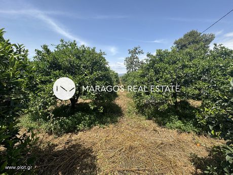 Αγροτεμάχια 5.700τ.μ. για πώληση-Κουτσοπόδι » Σταθαίικα