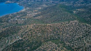 Αγροτεμάχια 4.040 τ.μ. προς πώληση, Αχλαδίτσα-thumb-15