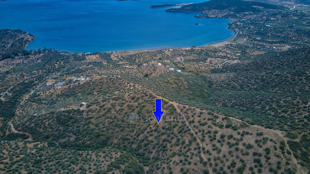 Αγροτεμάχια 4.040 τ.μ. προς πώληση, Αχλαδίτσα