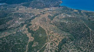Αγροτεμάχια 4.040 τ.μ. προς πώληση, Αχλαδίτσα-thumb-20