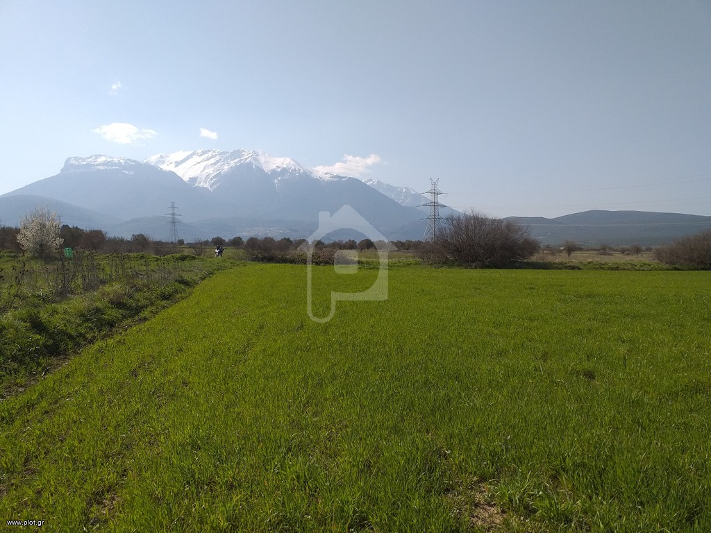 Αγροτεμάχια 7.000 τ.μ. προς πώληση, Άγιος Βλάσιος Χαιρώνειας