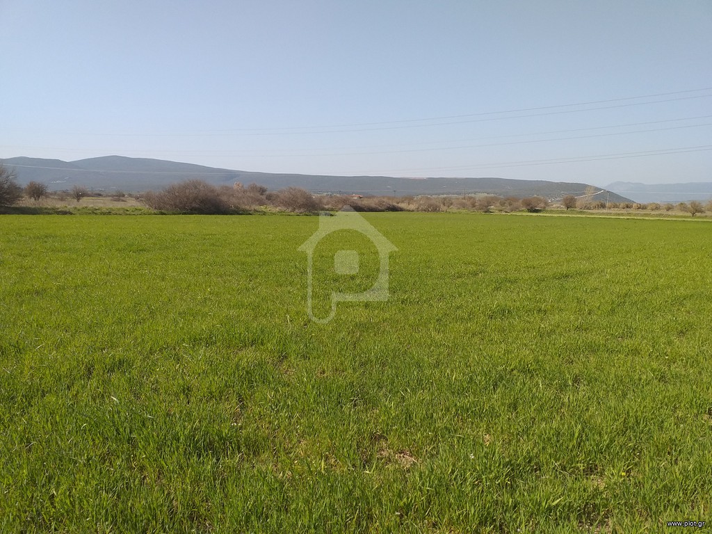 Αγροτεμάχια 7.000 τ.μ. προς πώληση, Άγιος Βλάσιος Χαιρώνειας