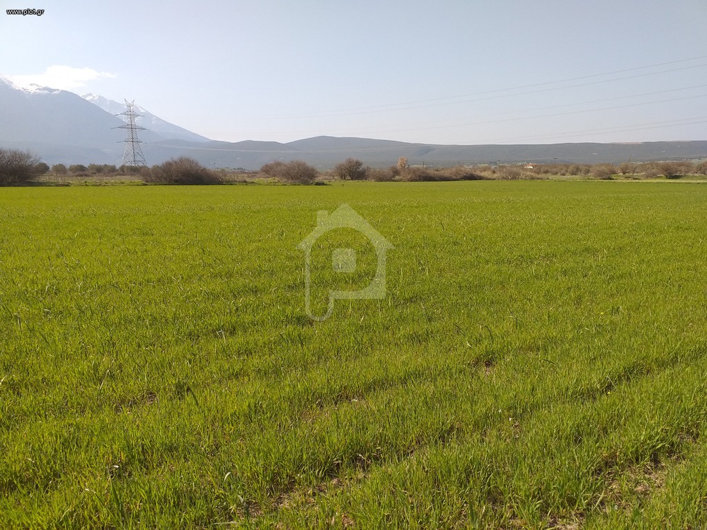 Αγροτεμάχια 7.000 τ.μ. προς πώληση, Άγιος Βλάσιος Χαιρώνειας