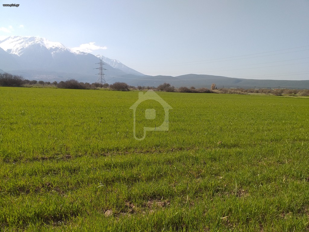 Αγροτεμάχια 7.000 τ.μ. προς πώληση, Άγιος Βλάσιος Χαιρώνειας