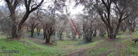 Land plot 95.000 sqm for sale