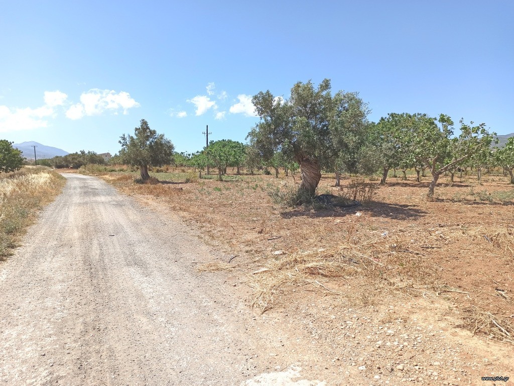 Αγροτεμάχια 12.000 τ.μ. πρός πώληση, Αττική - Υπόλοιπο, Μέγαρα