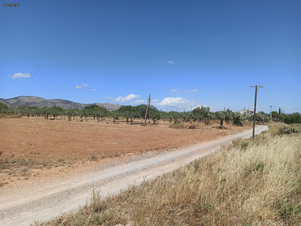 Αγροτεμάχια 12.000 τ.μ. πρός πώληση, Αττική - Υπόλοιπο, Μέγαρα