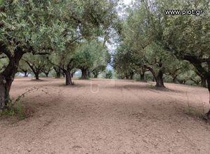 Αγροτεμάχια 22 τ.μ. προς πώληση, Νεοχώρι Μεσσήνης