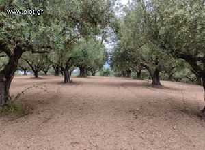Αγροτεμάχια 22 τ.μ. για πώληση, Μεσσηνία, Μεσσήνη-thumb-1