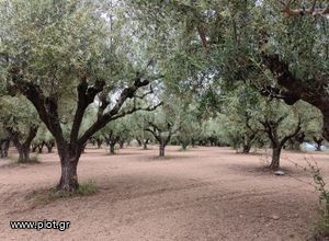Αγροτεμάχια 22 τ.μ. προς πώληση, Νεοχώρι Μεσσήνης