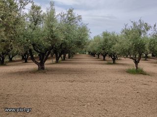 Αγροτεμάχια 22 τ.μ. για πώληση, Μεσσηνία, Μεσσήνη-thumb-6