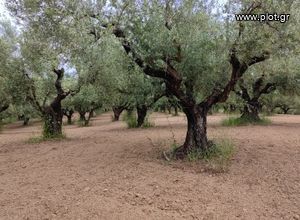 Αγροτεμάχια 22 τ.μ. για πώληση, Μεσσηνία, Μεσσήνη-thumb-7