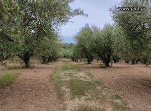 Αγροτεμάχια 22 τ.μ. για πώληση, Μεσσηνία, Μεσσήνη-thumb-9