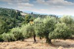 Parcel 35.000sqm for sale-Tenea