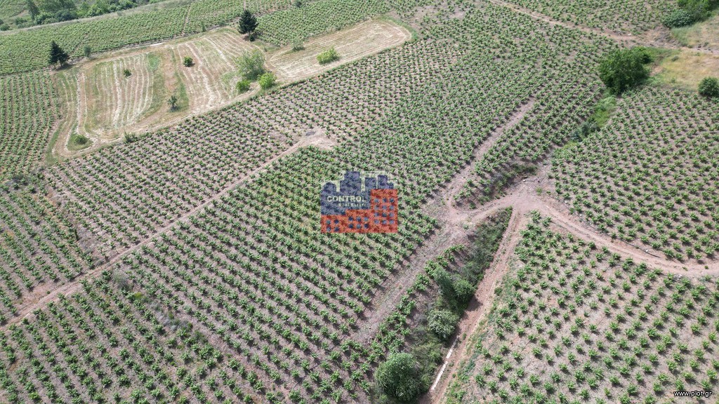 Αγροτεμάχια 20.000 τ.μ. προς πώληση, Κουνινά
