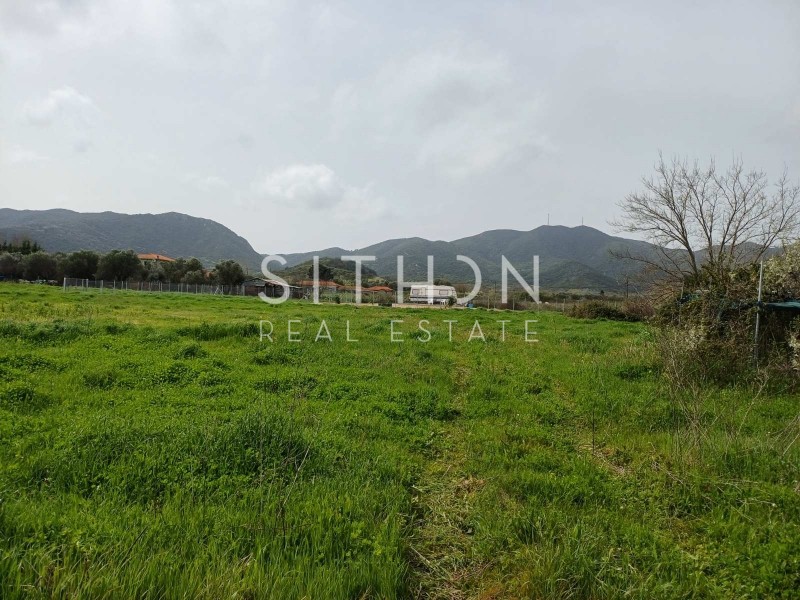 Αγροτεμάχια 8.322 τ.μ. προς πώληση, Συκιά Τορώνης