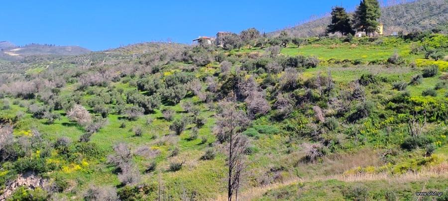 Οικόπεδο 4.850 τ.μ. προς πώληση, Κέντρο Λίμνης