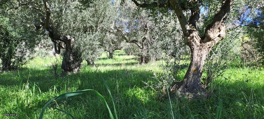 Οικόπεδο 4.850 τ.μ. προς πώληση, Κέντρο Λίμνης