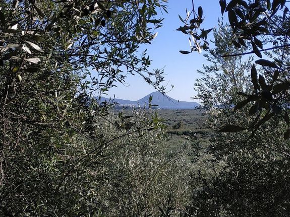 Οικόπεδο 5.800 τ.μ. για πώληση, Μεσσηνία, Γαργαλιάνοι