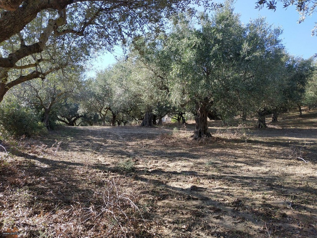 Οικόπεδο 5.800 τ.μ. πρός πώληση, Μεσσηνία, Γαργαλιάνοι