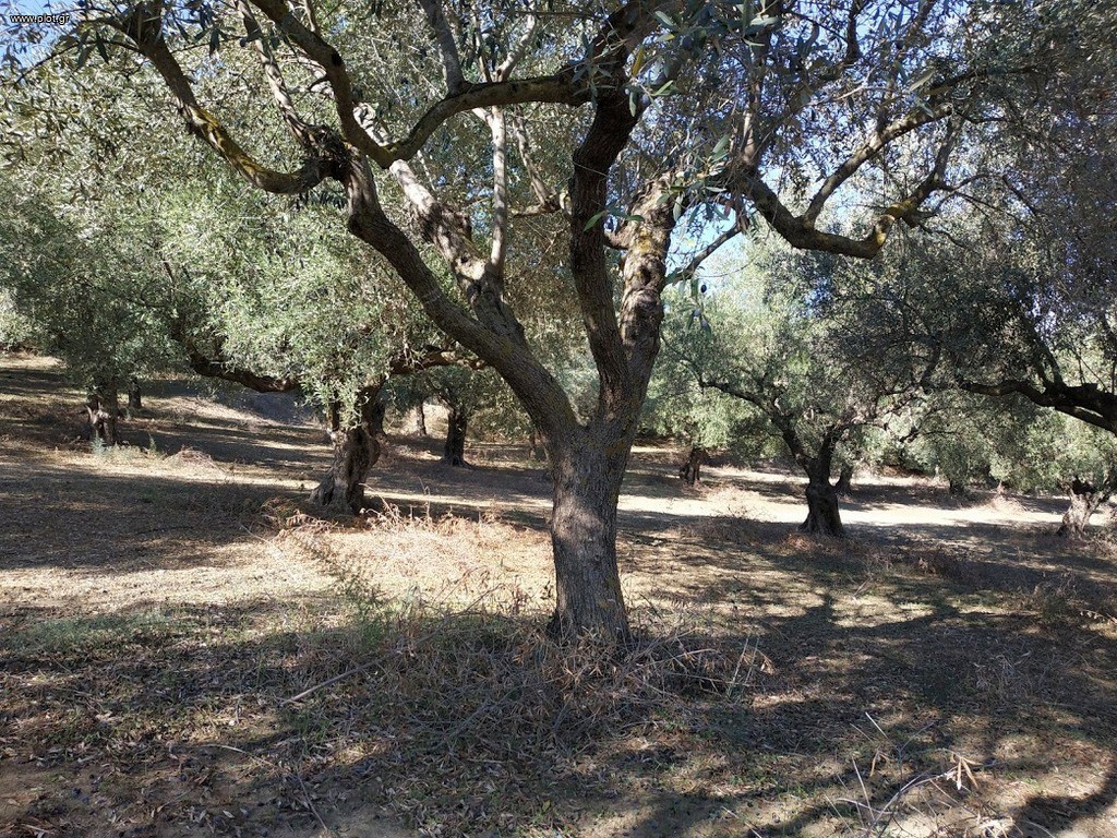 Οικόπεδο 5.800 τ.μ. πρός πώληση, Μεσσηνία, Γαργαλιάνοι