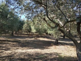 Οικόπεδο 5.800 τ.μ. για πώληση, Μεσσηνία, Γαργαλιάνοι-thumb-3