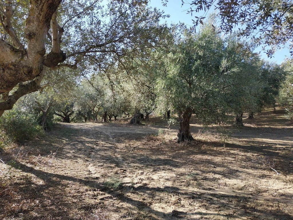 Οικόπεδο 5.800 τ.μ. πρός πώληση, Μεσσηνία, Γαργαλιάνοι