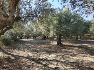Οικόπεδο 5.800 τ.μ. για πώληση, Μεσσηνία, Γαργαλιάνοι-thumb-4