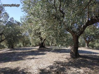 Οικόπεδο 5.800 τ.μ. για πώληση, Μεσσηνία, Γαργαλιάνοι-thumb-9