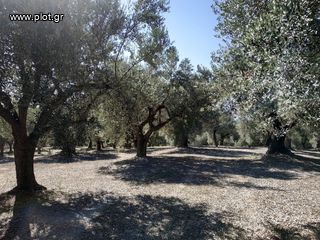 Οικόπεδο 5.800 τ.μ. για πώληση, Μεσσηνία, Γαργαλιάνοι-thumb-10