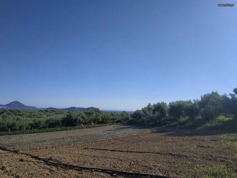 Αγροτεμάχια 7.000 τ.μ. προς πώληση, Τραγάνα Γαργαλιάνων