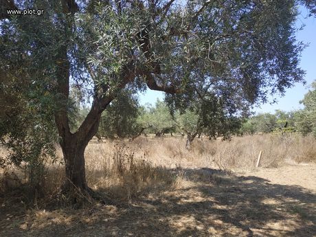 Αγροτεμάχια 1.350τ.μ. για πώληση-Νέστορας » Ρωμανός
