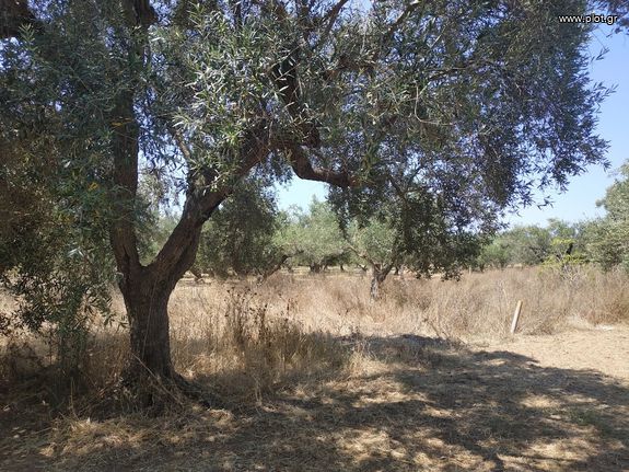 Αγροτεμάχια 1.350 τ.μ. για πώληση, Μεσσηνία, Νέστορας
