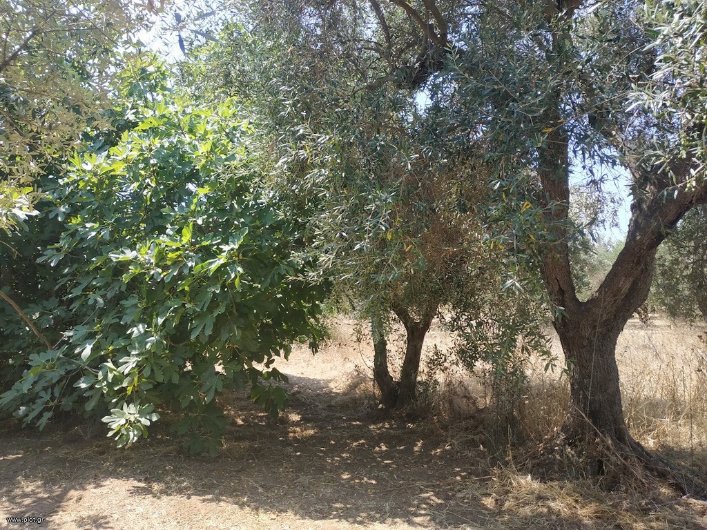 Αγροτεμάχια 1.350 τ.μ. προς πώληση, Ρωμανός Νέστορα