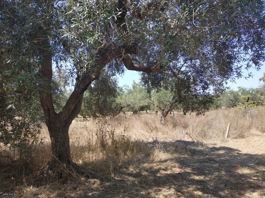 Αγροτεμάχια 1.350 τ.μ. προς πώληση, Ρωμανός Νέστορα