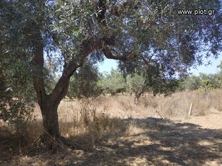 Αγροτεμάχια 1.350 τ.μ. για πώληση, Μεσσηνία, Νέστορας-thumb-2