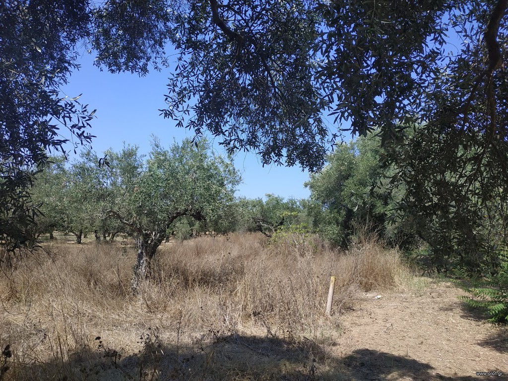 Αγροτεμάχια 1.350 τ.μ. προς πώληση, Ρωμανός Νέστορα