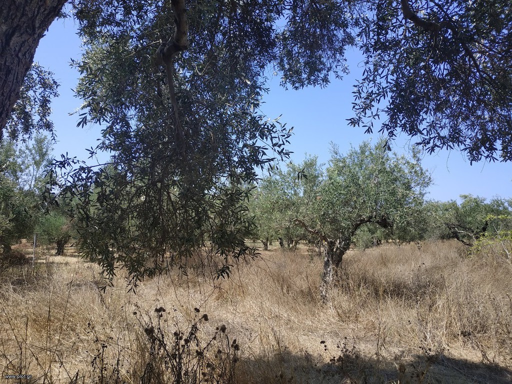 Αγροτεμάχια 1.350 τ.μ. προς πώληση, Ρωμανός Νέστορα