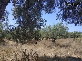 Αγροτεμάχια 1.350 τ.μ. για πώληση, Μεσσηνία, Νέστορας-thumb-4