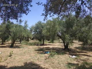 Αγροτεμάχια 1.350 τ.μ. για πώληση, Μεσσηνία, Νέστορας-thumb-5