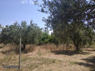 Αγροτεμάχια 1.350 τ.μ. για πώληση, Μεσσηνία, Νέστορας-thumb-7