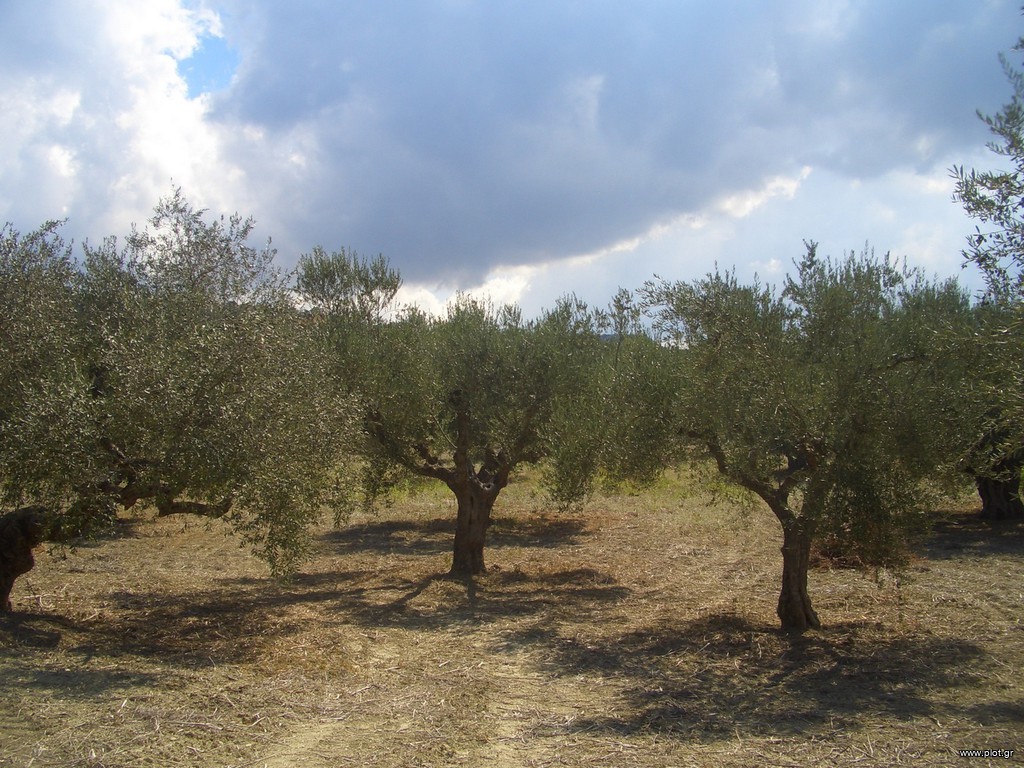 Οικόπεδο 4.200 τ.μ. προς πώληση, Γιάλοβα