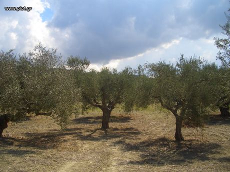 Οικόπεδο 4.200τ.μ. για πώληση-Πύλος » Γιάλοβα