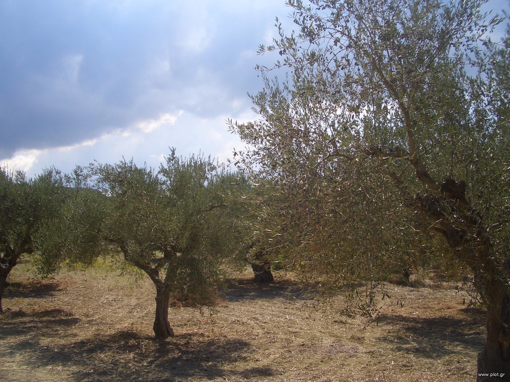Οικόπεδο 4.200 τ.μ. προς πώληση, Γιάλοβα