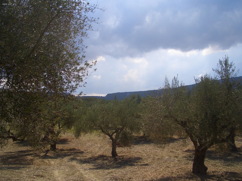 Οικόπεδο 4.200 τ.μ. προς πώληση, Γιάλοβα